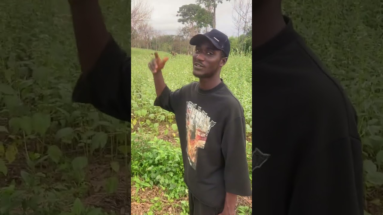 Farming of Benelseed #farming #farmer #cassava #corn #fyp