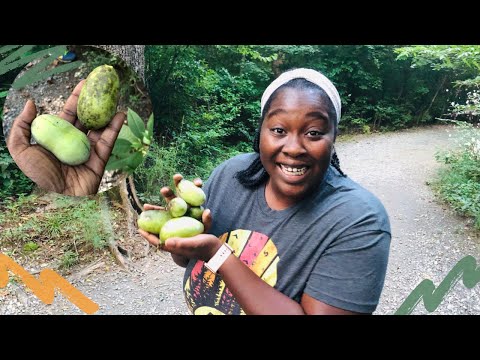 We found America’s Forgotten Fruit- PawPaw!!!