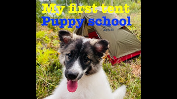 NOT ANOTHER REVIEW - MSR ELIXIR 1 -  First impressions!  - And Puppy outdoors training