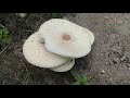 #how to make mushroom fry #mushroom recipe #food nepal #rukum #mirrornepal