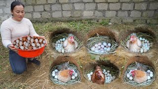 Build Hole For Hens To Lay Eggs - Harvest Chicken Eggs In Hole Goes to countryside market sell