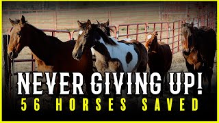 Never Giving Up! 56 Horses Saved - Horse Shelter Heroes S4E46