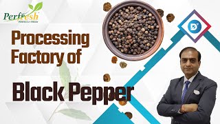 Processing Factory Of Black Pepper | Best Quality Indian Black Pepper | Indian Spices