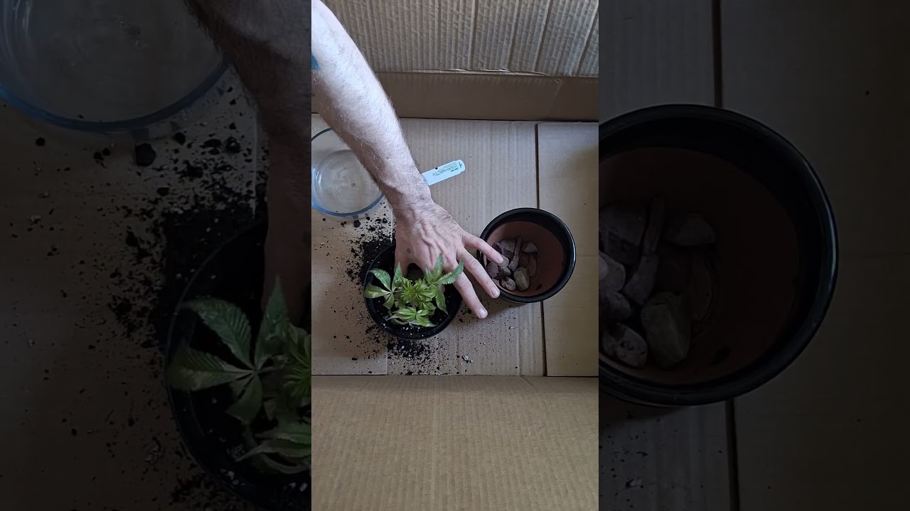 Growing weed in Las Vegas! 