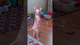 Oyun Oynamak İsti̇yor Kedi̇ci̇k 🤣🤣