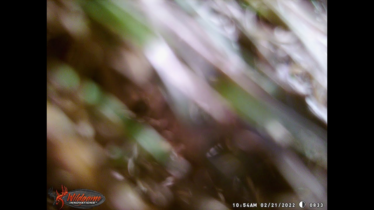 Bigfoot stole and took the trail cam home...must see....