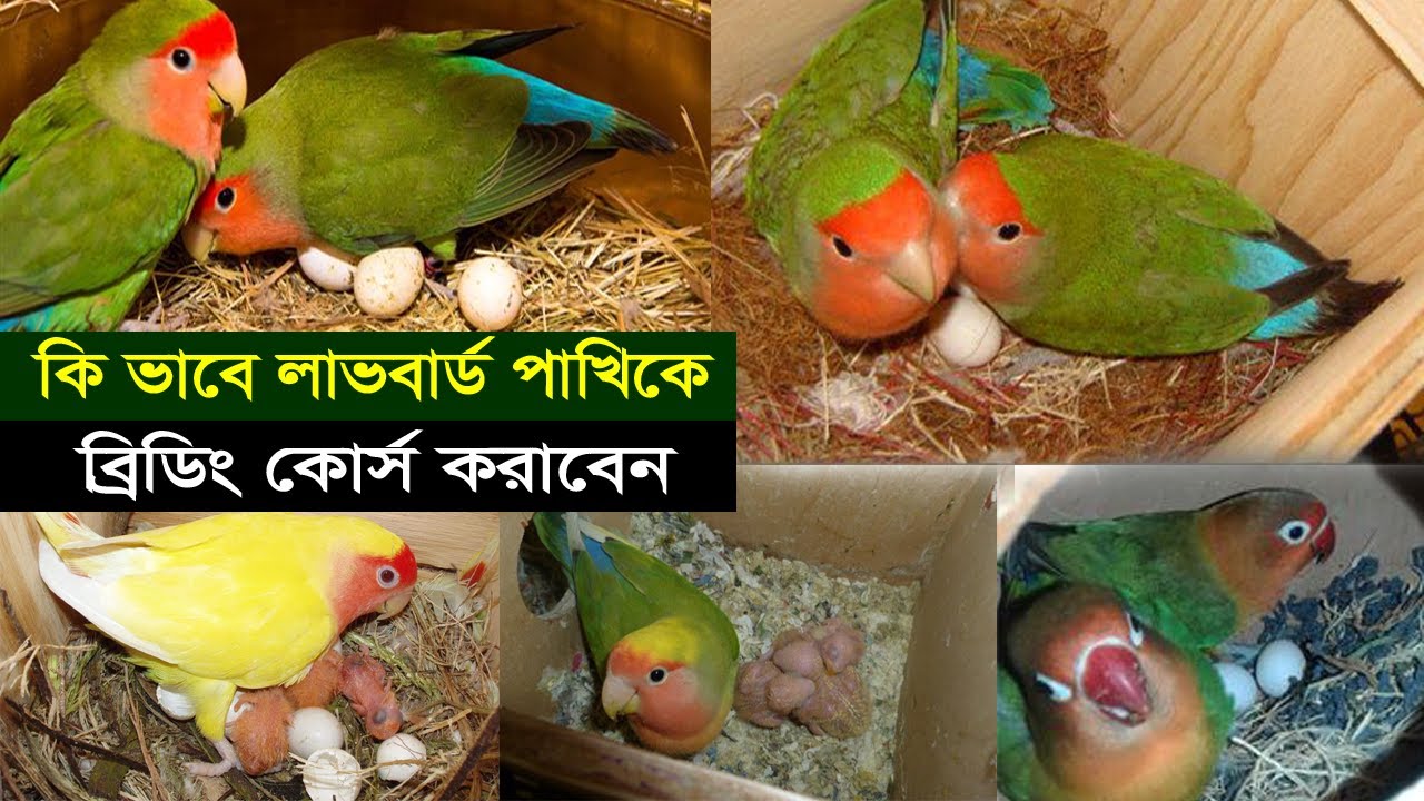 Lovebird Breeding || লাভ বার্ড পাখির ব্রিডিং কোর্স সম্পর্কে অভিজ্ঞতা শেয়ার ||লাভ বার্ড পাখি পালন