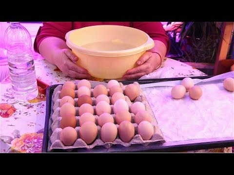 Видео: Яйцо за 154 $: ошибки, которых следует избегать при выращивании цыплят