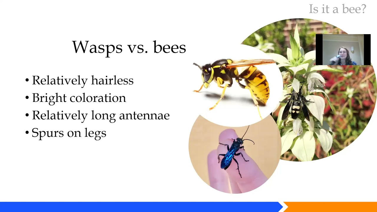 Florida's Native Bees: Biology, Identification, and Conservation