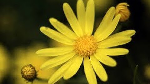 الشيخ محمد عمران رحمه الله\ماتيسر من سوره الواقعه