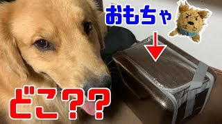 おもちゃを隠されたジョイさん