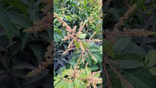 thai all time mango tree ll thai all time mango ll thai all time mango plant l thai all time katimon