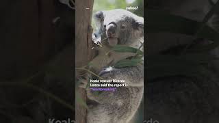 Future generations may only see koalas in zoos in NSW - here’s why | #shorts #yahooaustralia