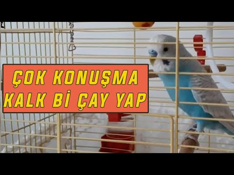 ÇOK KONUŞMA KALK Bİ ÇAY YAP :) EĞİTİM VİDEOSU