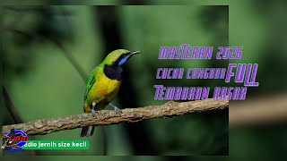 MASTERAN PALING DI CARi !!! Cucak cungkok materi satu arah audio jernih size kecil