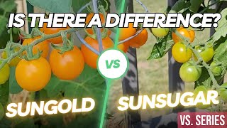 Tomato Tasting (Sungold & Sunsugar) (VS. Series) [Adv.33]