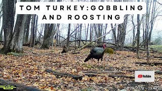 Tom Turkey Gobbling And Taking Flight Trail Cam Videos