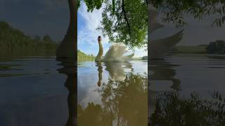 Отражения лебедя. #лебедь #nature #милоевидео #birds #мило #wildlife #лебеди #swan #отражение #lake