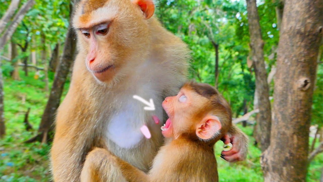 WOW...cute milk and cute big mouth of baby monkey SARO.