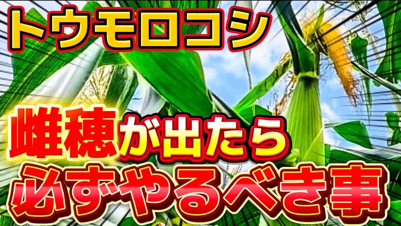 【とうもろこし】雌穂が出たら〇〇をやって！コレすると格段に収穫できるようになります。必ずやるべき事について