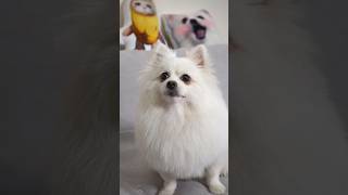 Everything was seen through by Nico #nico #funny #dog #funnydog