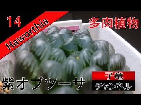 多肉植物 ハオルチア 紫オブツーサ Youtube 多肉植物 ハオルチア 紫オブツーサ Youtube