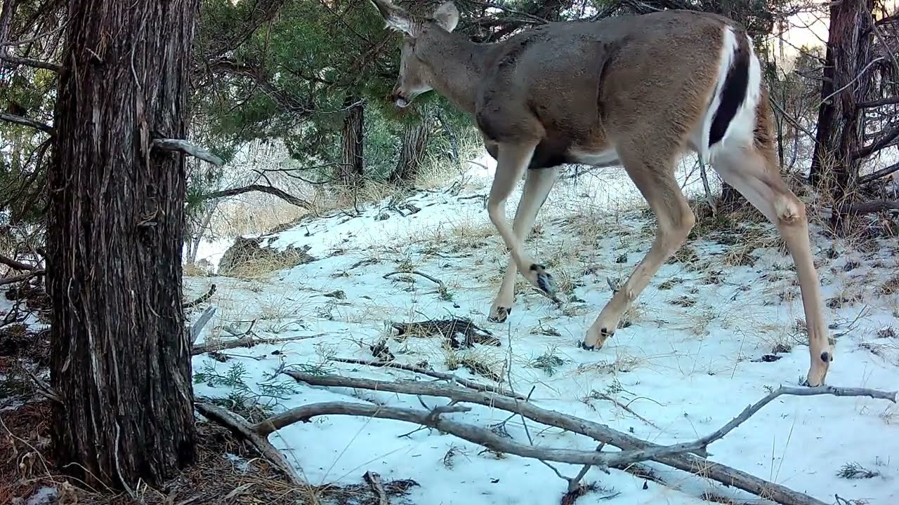 Mule deer Wildcat Hills Nebraska 1 3 24 843am