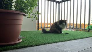 Norwegian Forest Cat - Up early to beat the heat of the day by Jade, Pearl and Ruby - Norwegian Forest Cat's 253 views 2 years ago 4 minutes, 6 seconds