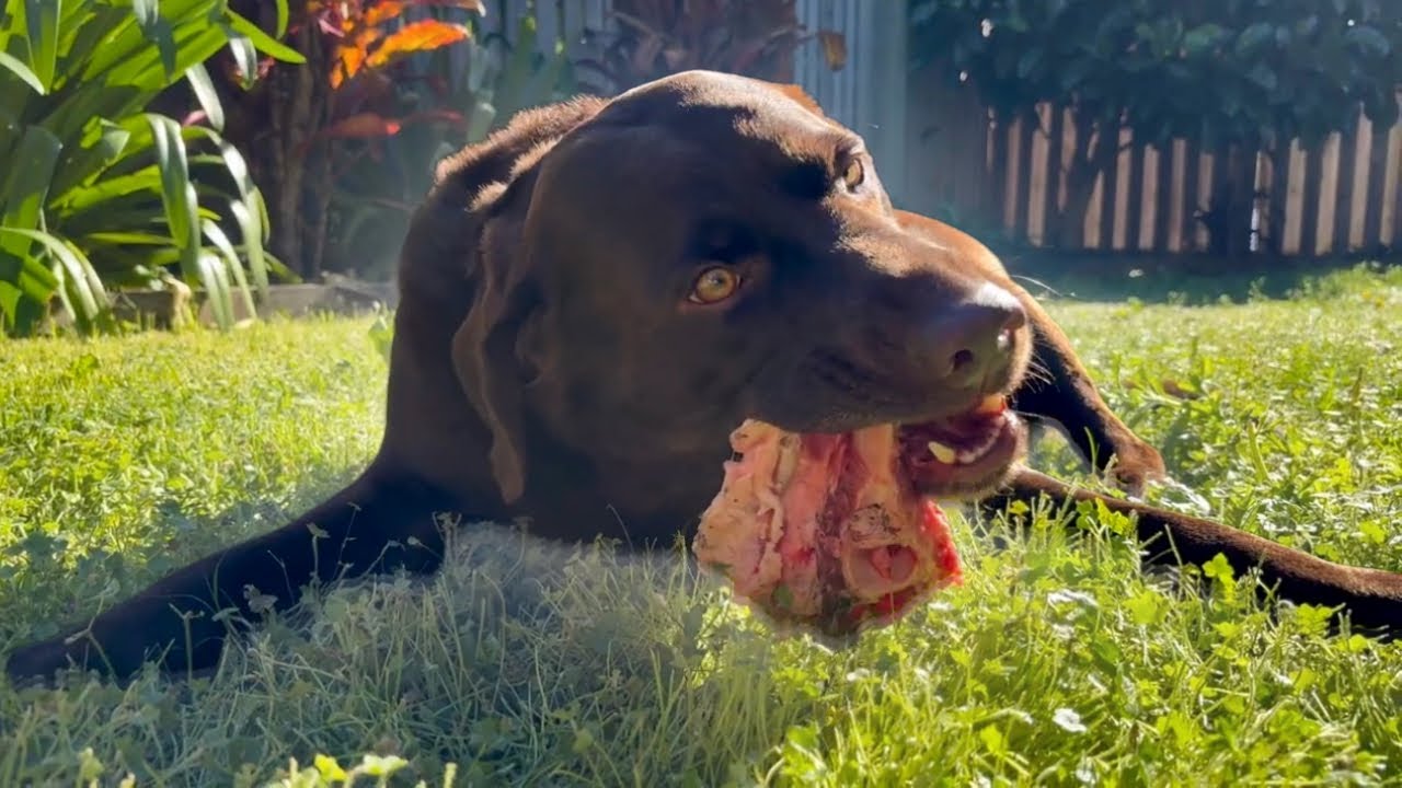 Dog Eating Lamb Bone | Bone Crunching ASMR for Sleep and Relaxation (1 Hour Loop)