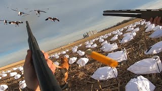 20 Gauge Goose Hunt Using My New Decoys on a Loaded Field!!