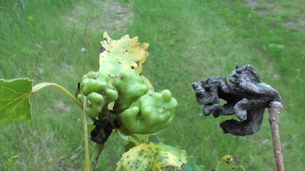 Poplar Vagabond Gall Aphid (Aphididae: Mordwilkoja)