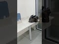 Modern small office interior design work#moderninteriors #officeinteriors