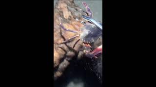 🔴【LIVE】Diving to catch big fish on the seabed 🦞