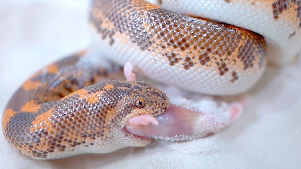 A mystical snake that can only be seen once every two weeks - YouTube