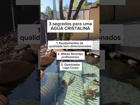 A Quantidade De Peixes Manutenções Em Dia Ração De Qualidade São Essenciais Para água Cristalina