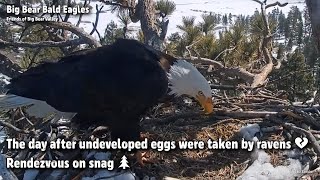 FOBBV CAM🦅The Day After Undeveloped Eggs Were Taken By Ravens💔Rendezvous On Snag🌲2023-03-08