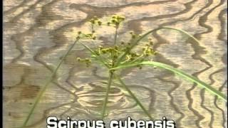 How to identify Bur reed Burhead sedge Scirpus cubensis screenshot 5
