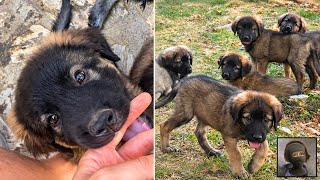Puppy ASMR (as promised)