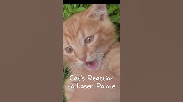 Onderzoeker legt uit waarom #katten hun baasjes misschien wel net zo aardig vinden als #honden | ...