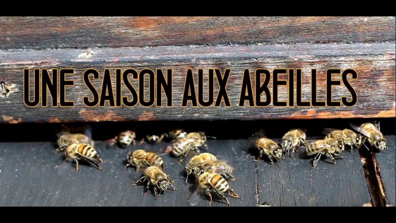 UNE SAISON AUX ABEILLES Episode 27 "10 min pour rien !" YouTube