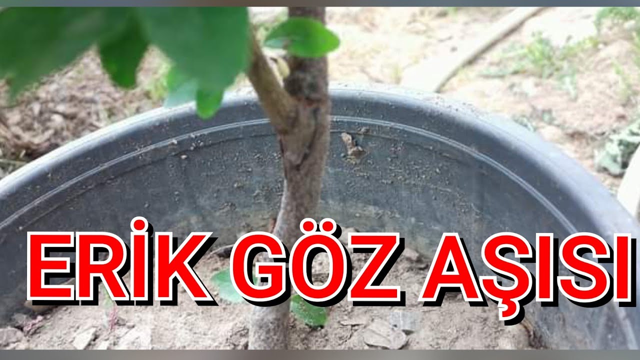 PAPAZ ERİĞİ GÖZ AŞISI NASIL YAPILIR. Erik yongalı t göz aşısı nasıl yapılır. 