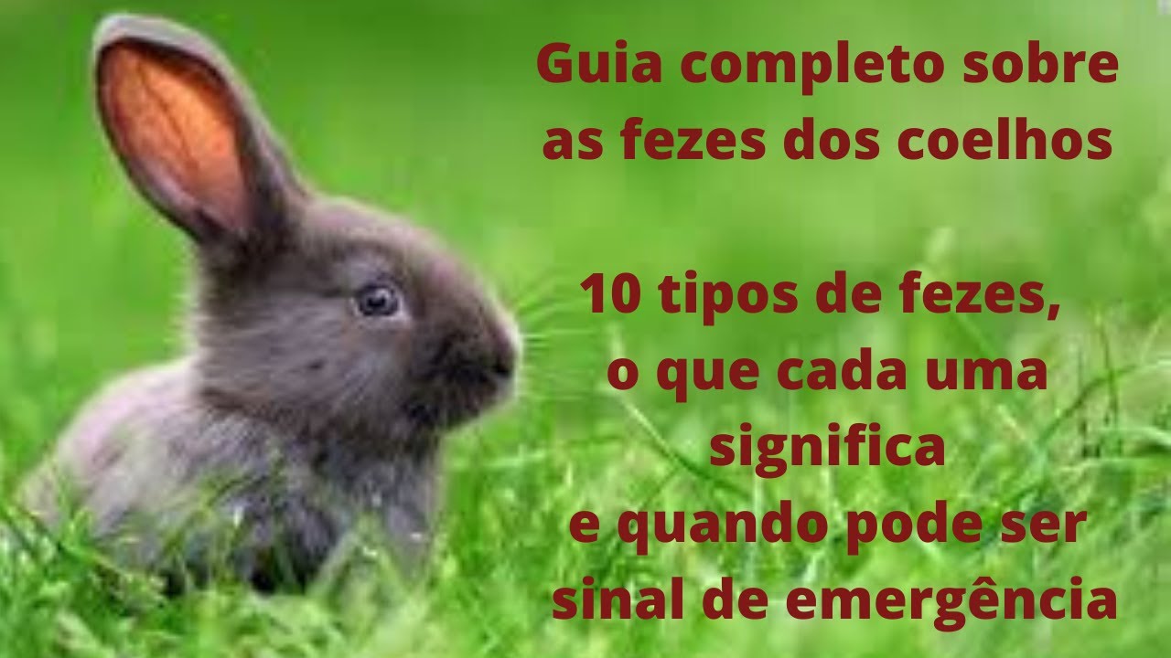 Guia completo sobre as fezes dos coelhos. 10 tipos de fezes.