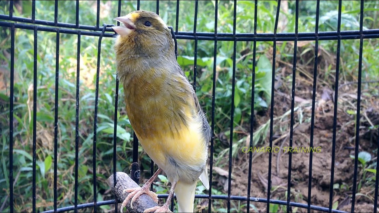 Aprenda o Melhor CANÁRIO BELGA CANTO PARA TREINAMENTO e Veja o Progresso