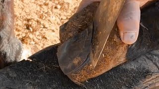 The Largest Hoof I Have Ever Had To Trim. Horse Restoration Front Hooves. #horse #donkey #hoof #asmr