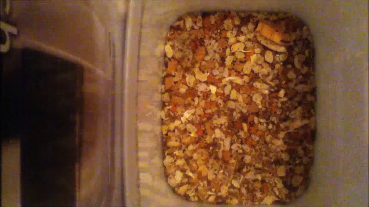 Dermestids: Attagenus unicolor Time-Lapse #9