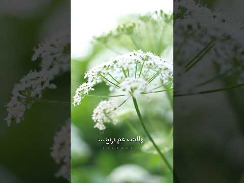 ربيع بارود الحب عم يربح RabihBaroud ربيع بارود الحب عم يربح