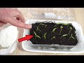 Насыпьте Это - Рассада Будет Мощная и Без Подкормки! Урожай Удивит! The Seedlings Will Be Powerful