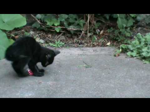Chatons à Donner Liège Belgique Youtube