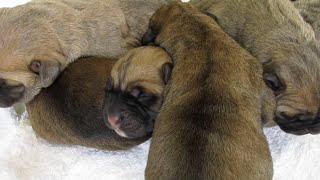 Newborn Cane Corso Sounds! So Cute! by Shipley Cane Corso 4,098 views 4 years ago 1 minute, 33 seconds