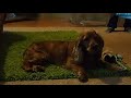 Timo 'plays' Viva la Vida on violin and dog is singing with him - ティモはバイオリンでビバラビダを演奏し、犬は彼と一緒に歌っています